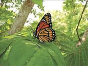 Viceroy Butterfly